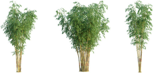 Obraz premium Schizostachyum brachyllum tree 4k png cutout transparent