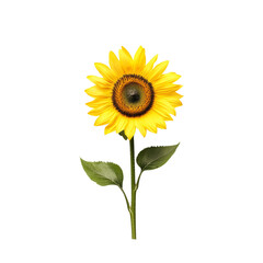 Bright yellow sunflower with a vivid green stem and leaves, isolated on a white background. Perfect for nature, gardening, and seasonal themes.