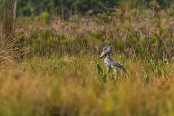 African Balaeniceps (Balaeniceps rex) is a large African bird from the order of the rocks, known especially because of its conspicuously shaped beak.