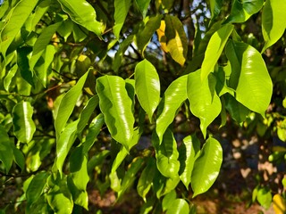 young agarwood leaves in the morning