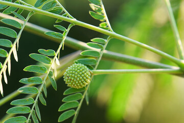 Obraz premium Pollen and Young Green Leaves of White Popinac (Leucaena leucocephala) – Also Known as River Tamarind, Lead Tree, or Wild Tamarind Flower, Close-Up Shot.