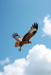 Naklejka premium Winged Wonder: Panoramic Honey Buzzard Photography - Ultra-Wide Angle Shot of Majestic Raptor Soaring Through Cloud-Dotted Skies, Embodying Freedom
