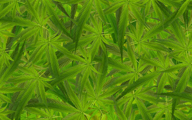 Feuilles de cannabis 