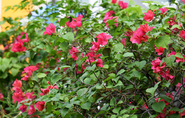Pink Magenta Bougainvillea Flowers (Paper Flower) on a Bush in a Garden.