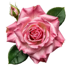 Pink rose isolated on white and transparent background