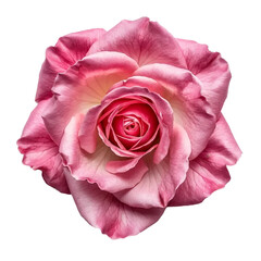 Pink rose isolated on white and transparent background