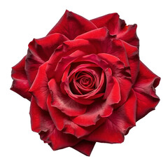Red rose isolated on white and transparent background