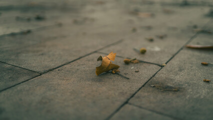 Hoja caída en tono ocre con desenfoque Bokeh sobre pavimento