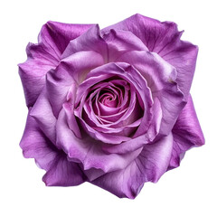 Pink rose isolated on white and transparent background