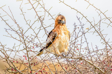A Little Eagle amongst the bare tree branches in Winter