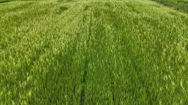 Aerial photography drone countryside agriculture and fores