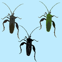 bug isolated in blue