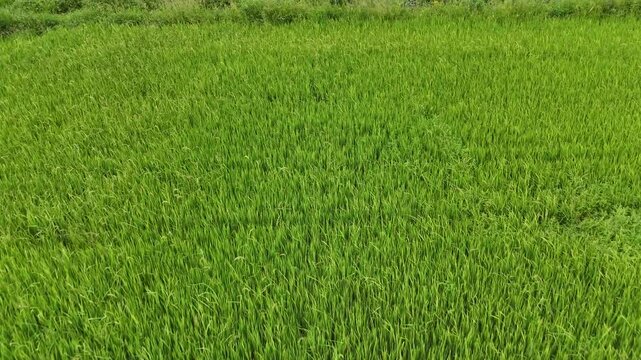 Aerial photography drone countryside agriculture and fores