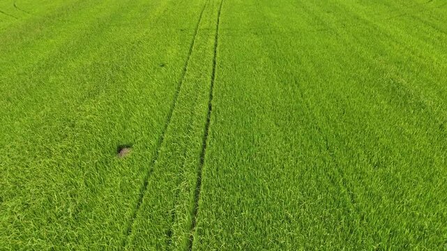 Aerial photography drone countryside agriculture and fores