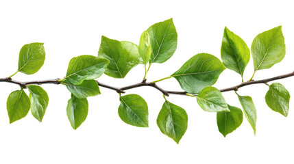 Fototapeta premium green leaves isolated on white background