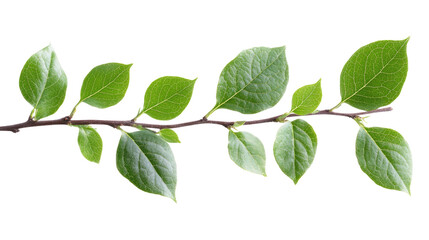 Fototapeta premium green leaves isolated on white background