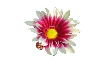 菊の花, はな, 白抜き, きく, 花, キク属, 咲く