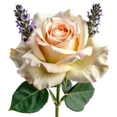 White rose isolated on white and transparent background