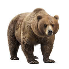 Fototapeta premium Grizzly Bear Standing in 3D Element Design Isolate on a White Background Transparent Background