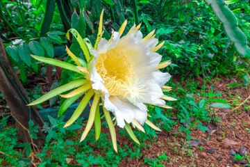 Large, blooming white flowers of dragon fruit, are in the house garden.(Selenicereus undatus).