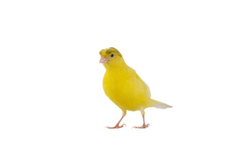 canary isolated on white background