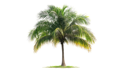 Obraz premium palm tree isolated on white background