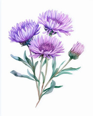 Obraz premium Beautiful modern hand drawn watercolor Aster flowers. Greeting birthday card