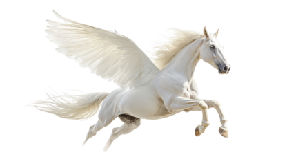 horse runs gallop isolated on white background