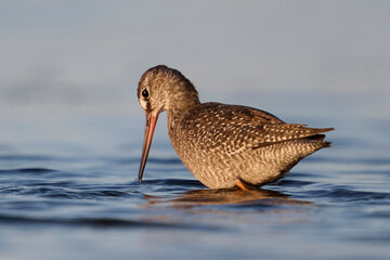 Spotted redshank (Tringa erythropus)