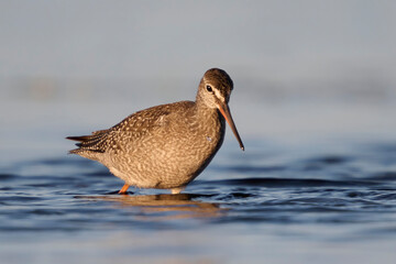 Spotted redshank (Tringa erythropus)