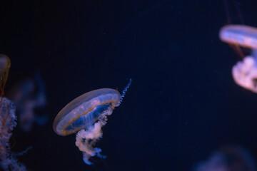 Colorful jellyfish gracefully floating in deep water at an aquarium exhibit during the evening