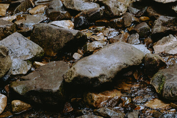 A close-up view of smooth, wet rocks in a shallow stream surrounded by natural vegetation on a cloudy day