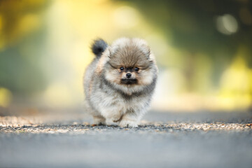 cute spitz puppy walking outdoors in autumn