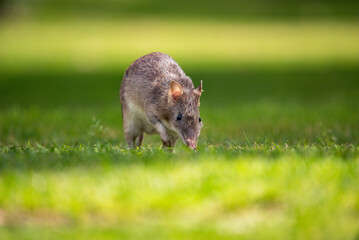 Bandicoot on the lawn