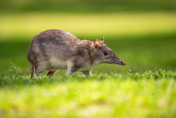 Bandicoot on the lawn