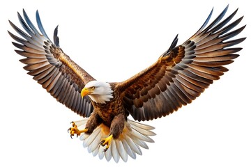 Obraz premium Eagle on White Background. Soaring Eagle Close-up Image.