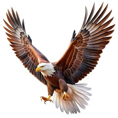 Obraz premium Flying Eagle on White. Majestic Eagle Soars Alone. Eagle Flight Image on White. 