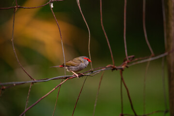 Red finch