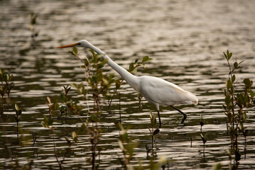 white heron walking in the mangroves