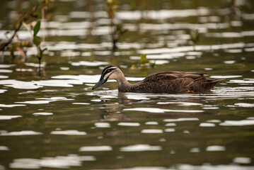 Duck on the lake in the evning