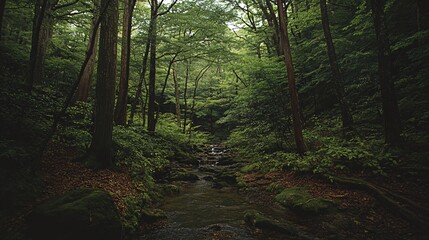 Obraz premium A small stream flows through a dense, lush forest, with sunlight filtering through the canopy.