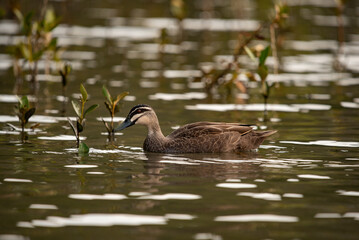 Duck on the lake in the evning