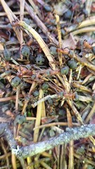 Ant in the forest close-up 