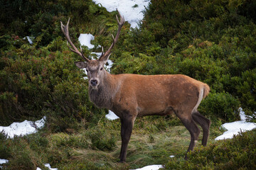 red stag, cervus elaphus, in the rutting season on the mountains at a autumn evening