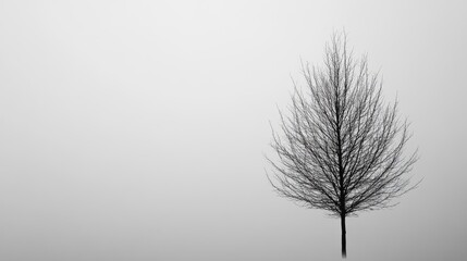 Obraz premium Solitary Bare Tree in Foggy Landscape Minimalist Nature Photography