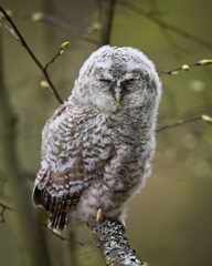 Close-up of a resting young tawny owl on a branch

