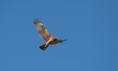 Bonelli's Eagle