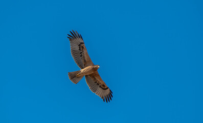 Bonelli's Eagle