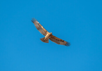 Bonelli's Eagle