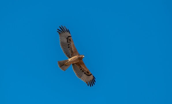 Bonelli's Eagle